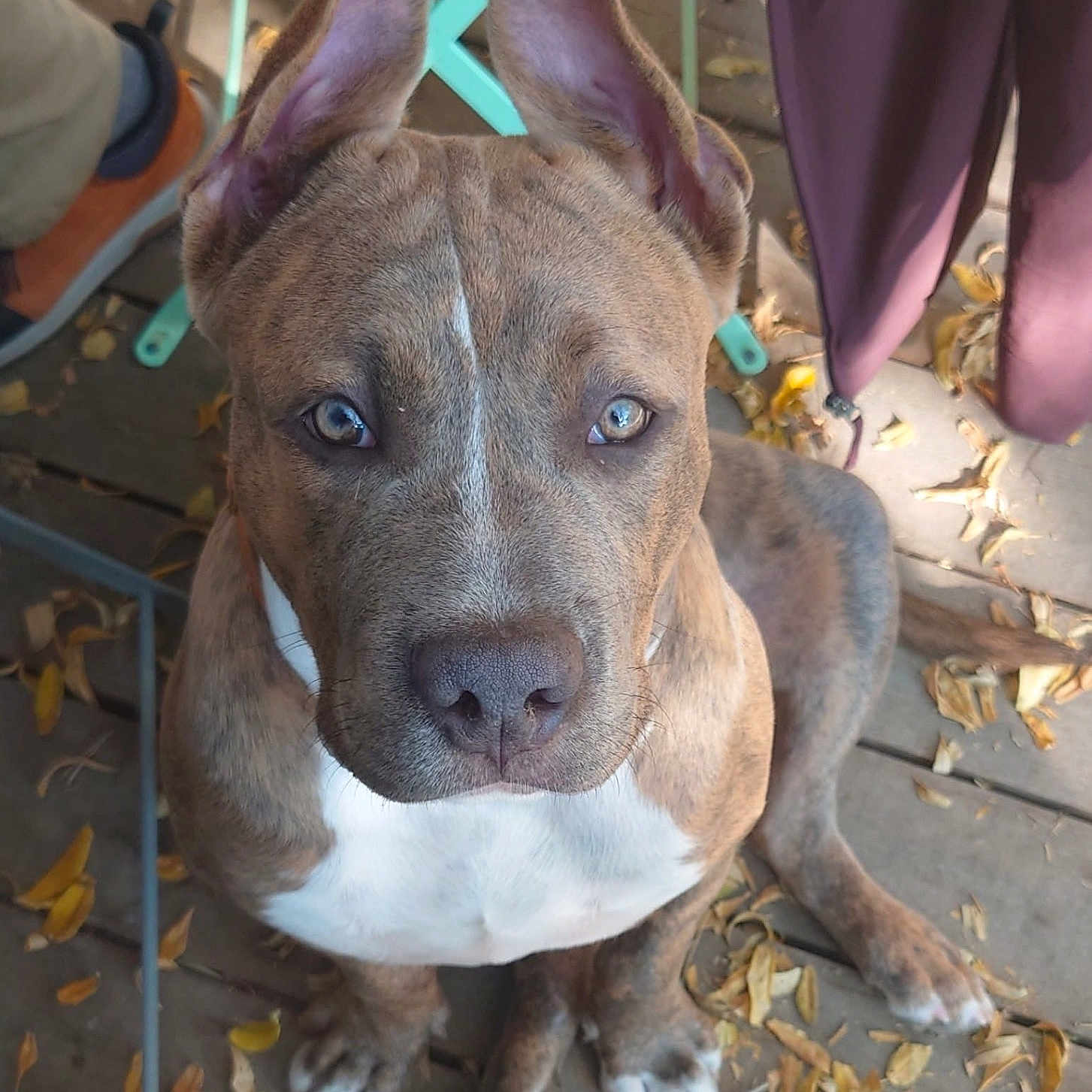 Ananas a rejoint le concours — aidez-le/la à gagner de superbes lots ! alert, brindle, brown, canine, casual, chair, closeup, curious, daylight, dog, ears_up, leaves, light_eyes, outdoor, person_leg, pet, puppy, sitting, white_chest, wooden_deck