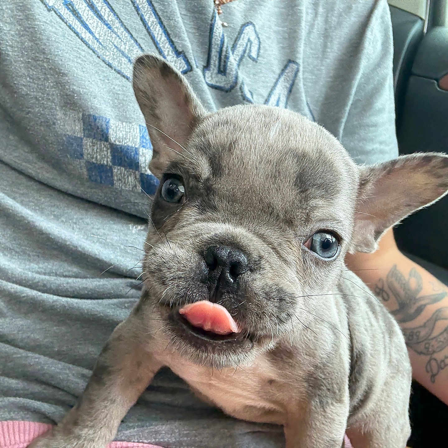 Stitch Miller is registered to the contest to win money with this photo: adorable, animal, blue_eyes, car_interior, close_up, companion, cute, dog, ears, french_bulldog, gray_shirt, indoors, lap, person, pet, puppy, sitting, tattoo, tongue_out, wrinkled_face