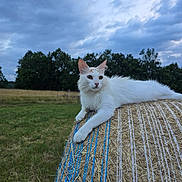 Penelope a rejoint le concours — aidez-le/la à gagner de superbes lots ! cat, white_cat, animal, hay_bale, outdoor, grass, field, nature, cloudy_sky, relaxing, pet, fur, ears, paw, rural, daylight, wildlife, mammal, resting, landscape