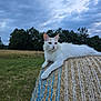 cat, white_cat, animal, hay_bale, outdoor, grass, field, nature, cloudy_sky, relaxing, pet, fur, ears, paw, rural, daylight, wildlife, mammal, resting, landscape