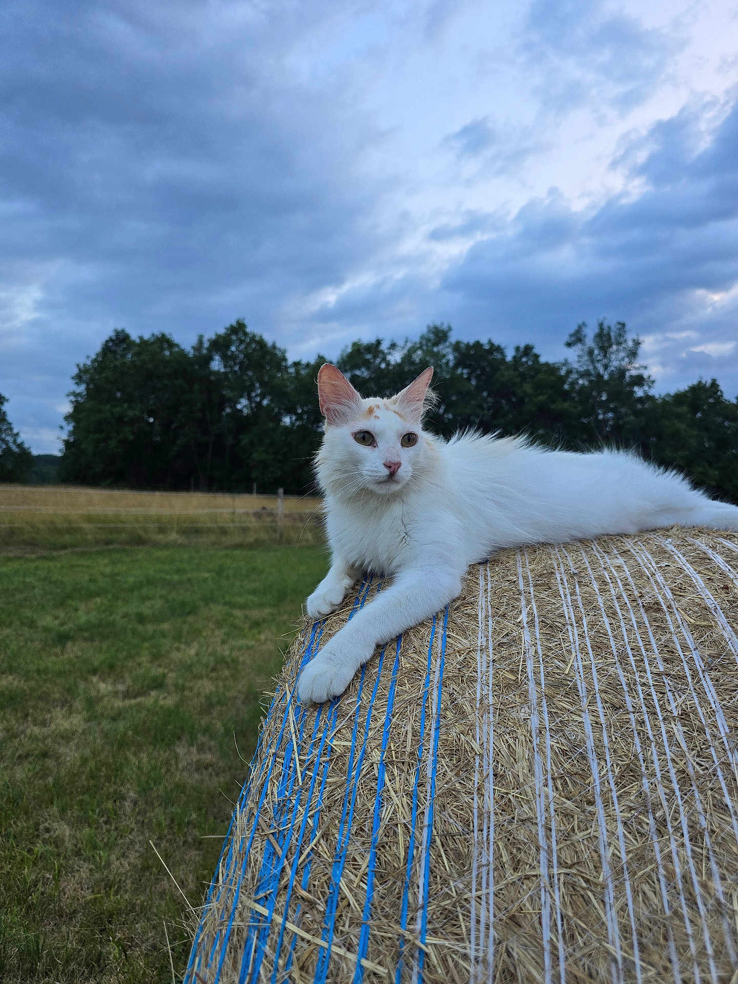 Penelope