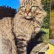 Charli a rejoint le concours — aidez-le/la à gagner de superbes lots ! cat, tabby, fluffy, outdoor, sunlight, greenery, stone, animal, pet, feline, whiskers, ears, paw, nature, daylight, grass, portrait, mammal, closeup, alert