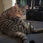 Henry is registered to the contest to win money with this photo: cat, tabby, indoor, bed, furniture, pet, animal, striped, curious, cozy, relaxed, whiskers, ears, tail, eyes, home, living_room, domestic, cute, resting