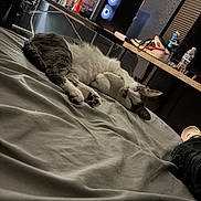 Baby joined the competition — help win amazing prizes! bed, blanket, cat, computer, cozy, dark_wall, desk, gaming_pc, indoor, keyboard, monitor, mouse, pet, relaxation, room, shoe, sleeping, snacks, trophy, water_bottle