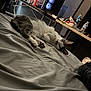 bed, blanket, cat, computer, cozy, dark_wall, desk, gaming_pc, indoor, keyboard, monitor, mouse, pet, relaxation, room, shoe, sleeping, snacks, trophy, water_bottle