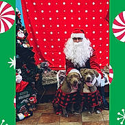Mala Goji is registered to the contest to win money with this photo: beard, christmas, christmas_tree, decorations, dog, festive, floor_tiles, glasses, green_border, holiday, indoor, matching_outfits, person, plush_toys, portrait, red_background, red_pajamas, santa_claus, smiling_dogs, stuffed_animals