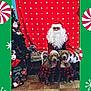 beard, christmas, christmas_tree, decorations, dog, festive, floor_tiles, glasses, green_border, holiday, indoor, matching_outfits, person, plush_toys, portrait, red_background, red_pajamas, santa_claus, smiling_dogs, stuffed_animals