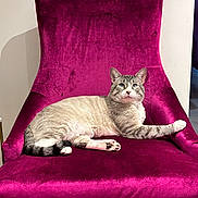 Hank is registered to the contest to win money with this photo: cat, chair, velvet, purple, furniture, pet, animal, domestic_cat, indoor, relaxed, seated, paw, striped, whiskers, ears, tail, fur, muzzle, pink_nose, blue_eyes