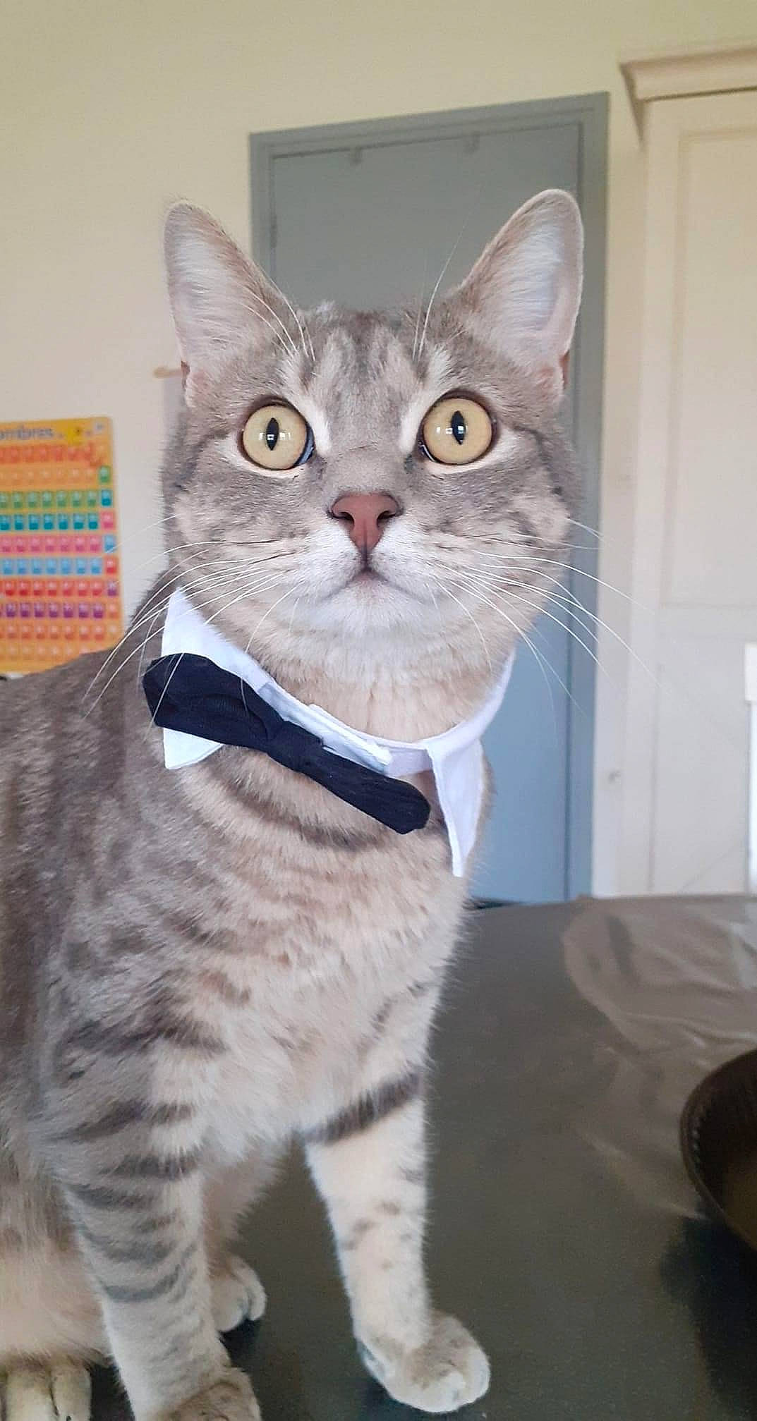 Baguera participe au concours pour gagner de l'argent avec cette photo : carnivore, cat, cat_supply, collar, domestic_short_haired_cat, fawn, felidae, fur, paw, pet_supply, photo_caption, small_to_medium_sized_cats, snout, tail, terrestrial_animal, whiskers, window