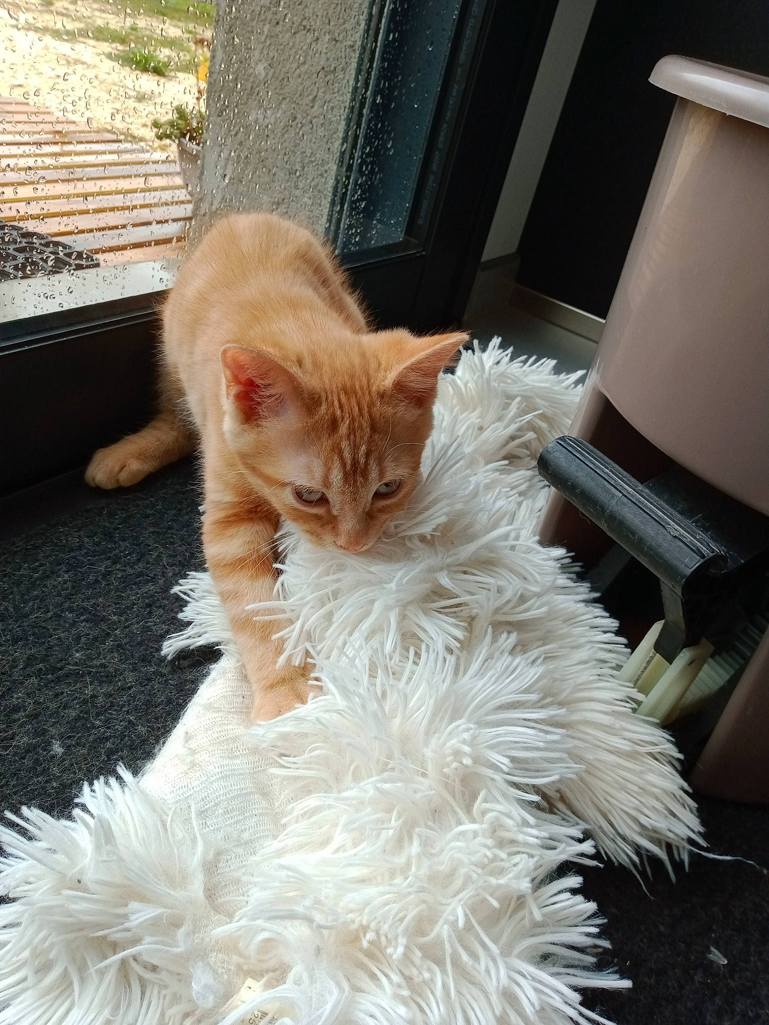 Kiki participe au concours pour gagner de l'argent avec cette photo : carnivore, cat, claw, comfort, domestic_short_haired_cat, door, fawn, felidae, flooring, fur, hardwood, human_leg, paw, small_to_medium_sized_cats, tail, vertebrate, whiskers, window, wood