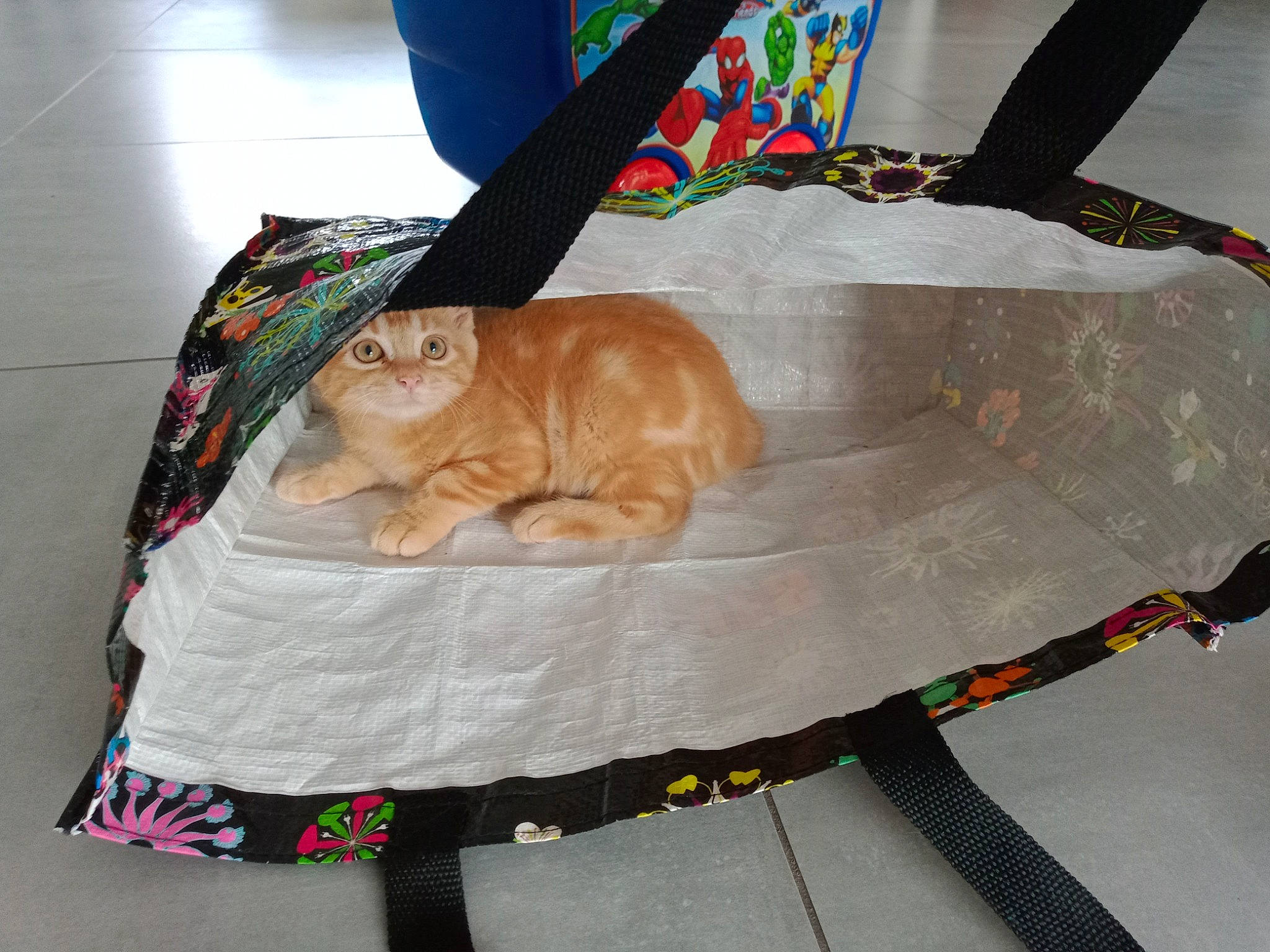 Kiki participe au concours pour gagner de l'argent avec cette photo : bag, carnivore, cat, comfort, domestic_short_haired_cat, fashion_accessory, fawn, felidae, flooring, fur, hat, linens, luggage_and_bags, pattern, sleeve, small_to_medium_sized_cats, t_shirt, tail, whiskers, wood