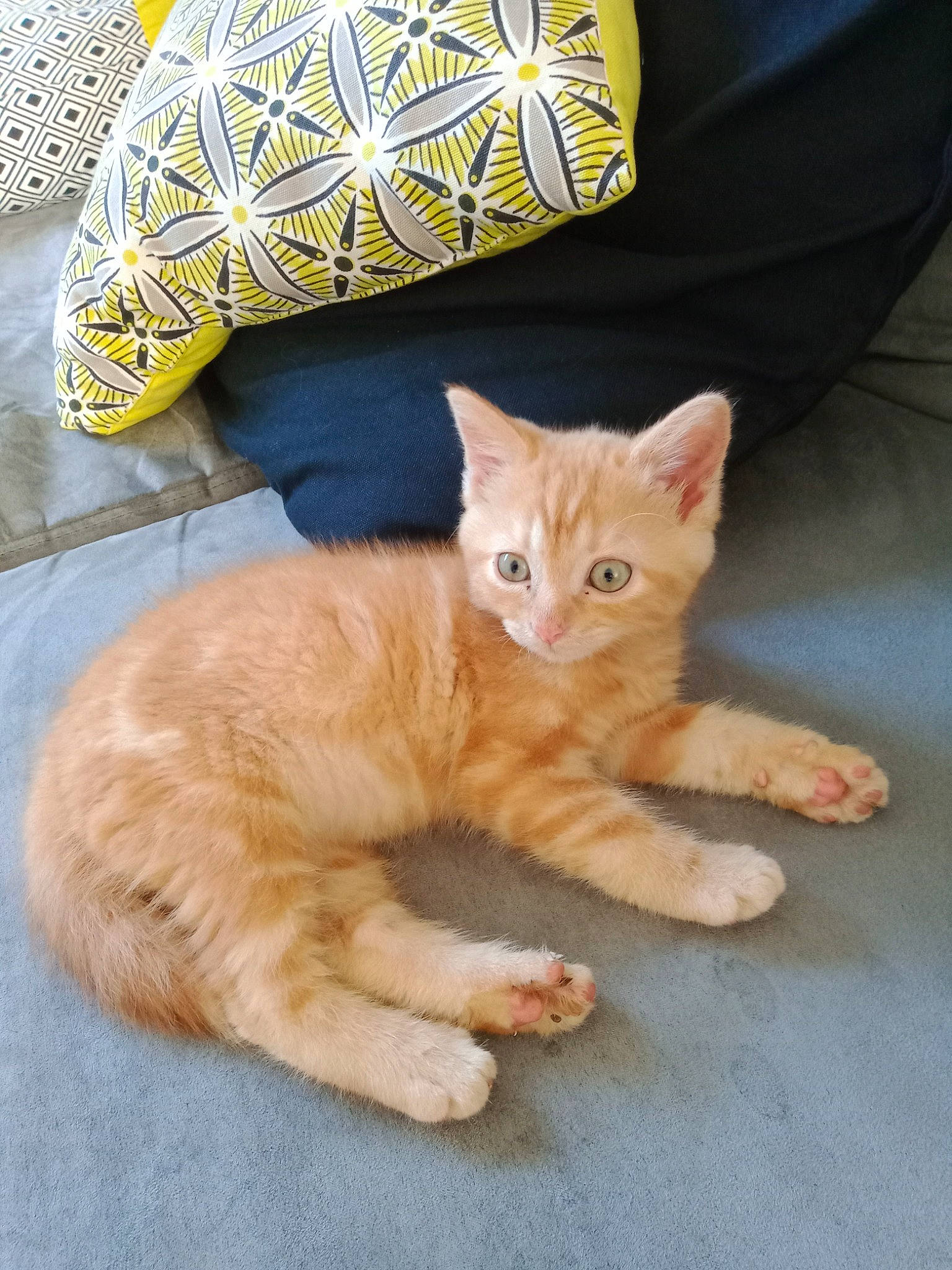 Kiki a rejoint le concours — aidez-le/la à gagner de superbes lots ! carnivore, cat, claw, comfort, domestic_short_haired_cat, fawn, felidae, foot, fur, pattern, paw, peach, sitting, sleeve, small_to_medium_sized_cats, tail, whiskers