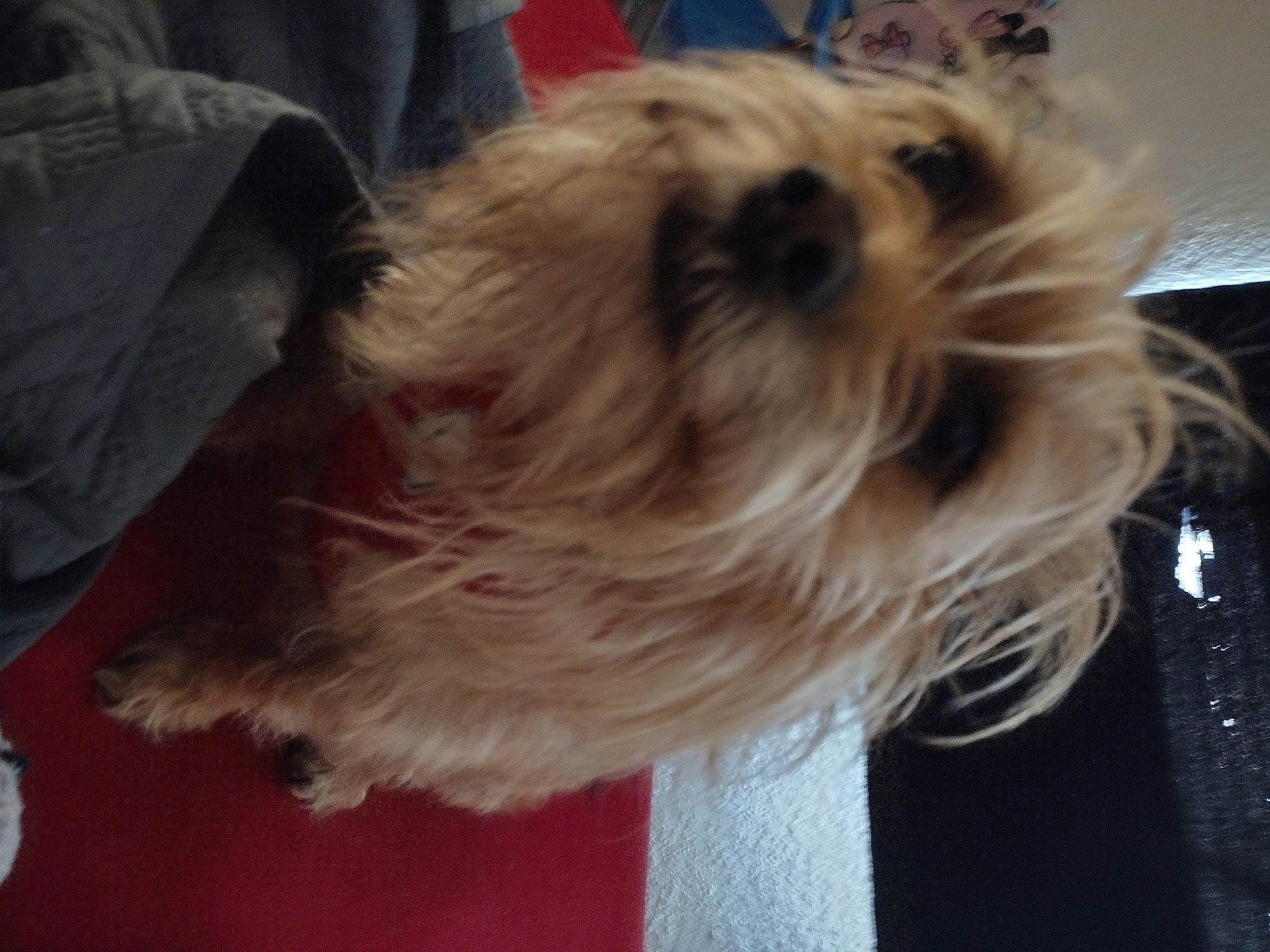 Pacino is registered to the contest to win money with this photo: biewer_terrier, canidae, carnivore, companion_dog, dog, dog_breed, dog_supply, fawn, fur, liver, maltepoo, non_sporting_group, shih_tzu, small_terrier, snout, sporting_group, terrier, toy_dog, working_animal, yorkipoo