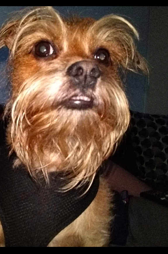 Pacino