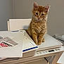 cat, curious, domestic_cat, electronics, feline, fur, indoor, kitten, office, orange_cat, papers, paperwork, pet, printer, table, technology, wall, white, wood_floor, young_cat