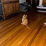 animal, bag, cabinet, cat, collar, curious, domestic, flooring, furniture, home, indoor, interior, kitten, laundry_basket, orange_cat, pet, room, small_animal, wood, wooden_floor
