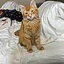 animal, bed, blanket, cat, cute, domestic_cat, ears, eyes, feline, fur, furniture, home, indoor, orange_tabby, pet, portrait, resting, sitting, whiskers, white_bedding