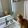 bathroom, cat, countertop, curious, domestic_animal, dripping_water, faucet, feline, fur, indoor, mirror, orange_tabby, pet, quiet, reflection, seated, sink, towel_rack, water, white_sink