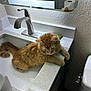 Mazzi joined the competition — help win amazing prizes! cat, orange_tabby, sink, bathroom, countertop, mirror, toilet_paper, faucet, relaxed, pet, domestic_animal, fur, whiskers, orange_fur, indoor, animal, curious, paws, resting, household