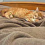 animal, bed, blanket, cat, comfortable, cozy, cute, domestic_cat, fur, furry, indoor, kitten, orange_tabby, peaceful, pet, relaxing, resting, sleeping, soft, wooden_bed