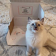 Hermes is registered to the contest to win money with this photo: cat, kitten, fluffy, long_hair, blue_eyes, heterochromia, sitting, pet, animal, portrait, indoors, cardboard_box, open_box, carpet, cream_fur, brown_fur, cute, whiskers, ears, photography