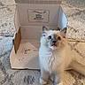 cat, kitten, fluffy, long_hair, blue_eyes, heterochromia, sitting, pet, animal, portrait, indoors, cardboard_box, open_box, carpet, cream_fur, brown_fur, cute, whiskers, ears, photography
