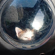 Patch a rejoint le concours — aidez-le/la à gagner de superbes lots ! kitten, cat, pet_carrier, bubble_window, reflection, sunlight, curious, animal, face, ears, indoor, transport, carrier, black, white, feline, small, cute, domed_window, legs