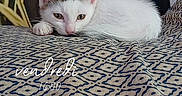 Patch participe au concours pour gagner de l'argent avec cette photo : animal, background, cat, closeup, cozy, cute, decor, feline, indoor, kitten, mushroom, patterned_blanket, pet, plant, portrait, resting, sleepy, soft_lighting, white_cat, young_cat