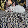 animal, background, cat, closeup, cozy, cute, decor, feline, indoor, kitten, mushroom, patterned_blanket, pet, plant, portrait, resting, sleepy, soft_lighting, white_cat, young_cat