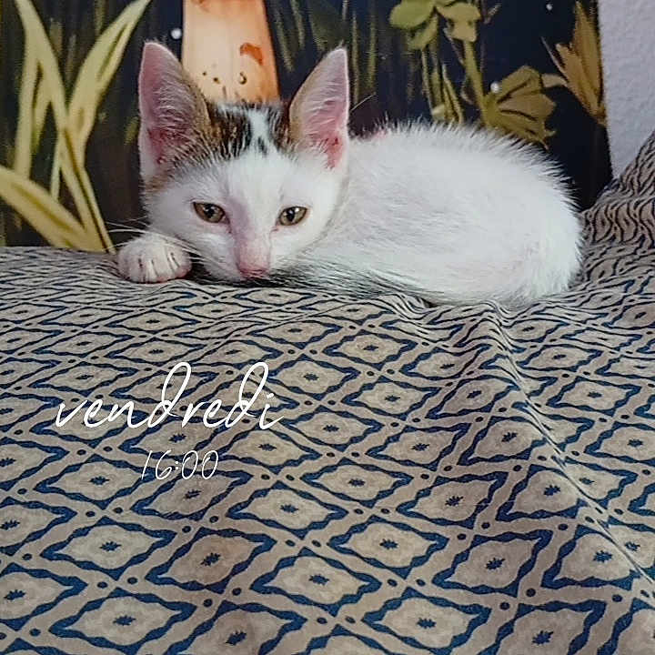 Patch participe au concours pour gagner de l'argent avec cette photo : animal, background, cat, closeup, cozy, cute, decor, feline, indoor, kitten, mushroom, patterned_blanket, pet, plant, portrait, resting, sleepy, soft_lighting, white_cat, young_cat