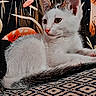 Patch a rejoint le concours — aidez-le/la à gagner de superbes lots ! kitten, cat, animal, pet, feline, white, gray, mushroom, patterned_surface, relaxing, indoor, decorative_background, plant, cute, young_animal, portrait, lying_down, small, whiskers, ears