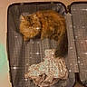 Shanelle participe au concours pour gagner de l'argent avec cette photo : cat, fluffy, orange_cat, long_hair, pet, animal, suitcase, luggage, clothing, fabric, indoors, room, floor, travel, portrait, sitting, curled_tail, sparkles, front_view, cozy