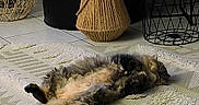 Shanelle participe au concours pour gagner de l'argent avec cette photo : cat, fluffy_cat, long_hair, gray_cat, tabby, belly_up, sleeping, relaxed, indoor, home, rug, carpet, cozy, decor, plant, basket, lamp, teacup, furniture, portrait