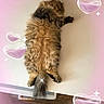 cat, fluffy_cat, longhaired_cat, furry, pet, animal, sleeping, lying_down, windowsill, indoor, home, pink_hearts, sparkles, decorative_overlay, brown_fur, black_fur, tail, paws, side_view, portrait_photo