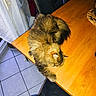 cat, fluffy_cat, sleeping, relaxed, indoor, dining_room, dining_table, wooden_table, chair, curtains, tiled_floor, furry, pet, paw, brown_fur, black_fur, resting, cozy, home, photography