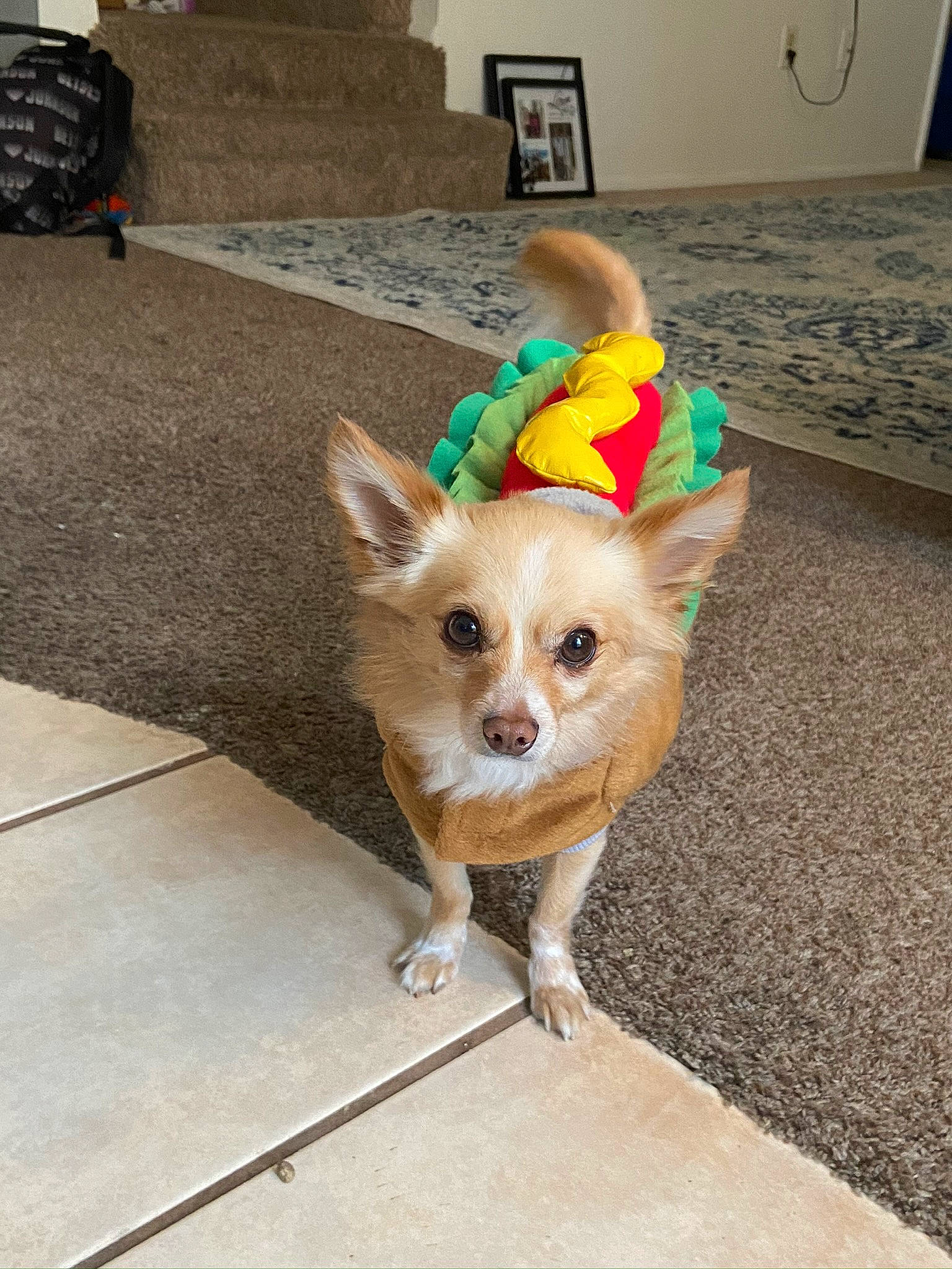 Alvin is registered to the contest to win money with this photo: ball, canidae, carnivore, companion_dog, dog, dog_breed, dog_clothes, dog_supply, fashion_accessory, fawn, flooring, fur, pet_supply, snout, sporting_group, sunglasses, tail, toy_dog, whiskers, working_animal