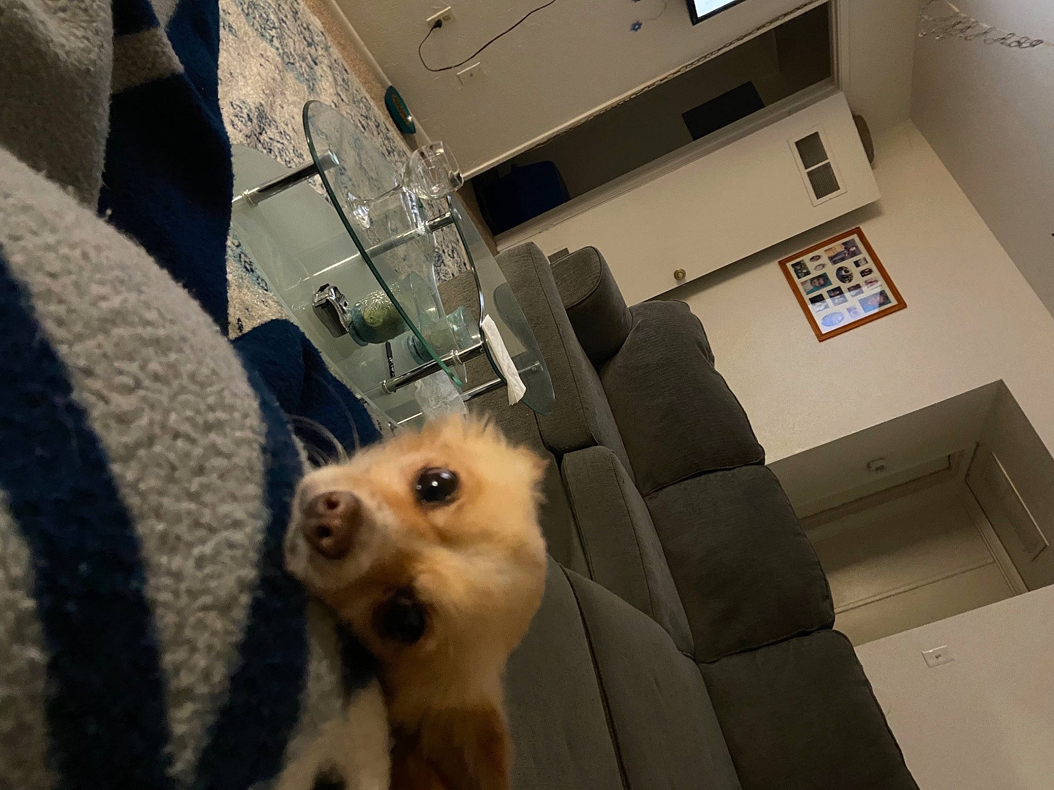 Alvin is registered to the contest to win money with this photo: canidae, carnivore, ceiling, companion_dog, corgi_chihuahua, dog, dog_breed, fawn, flooring, fur, german_spitz, pomeranian, puppy, snout, spitz, sporting_group, terrestrial_animal, toy_dog, whiskers, working_animal