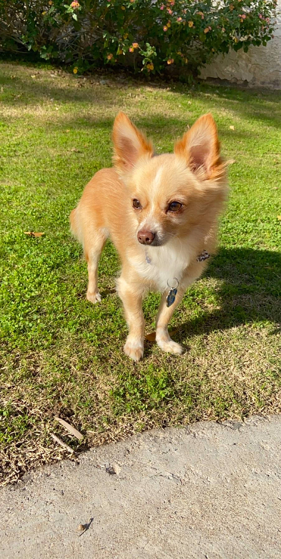 Alvin is registered to the contest to win money with this photo: ancient_dog_breeds, carnivore, collar, companion_dog, dog, dog_breed, fawn, fur, grass, non_sporting_group, plant, snout, sporting_group, tail, terrestrial_animal, whiskers, wildlife, working_animal, working_dog