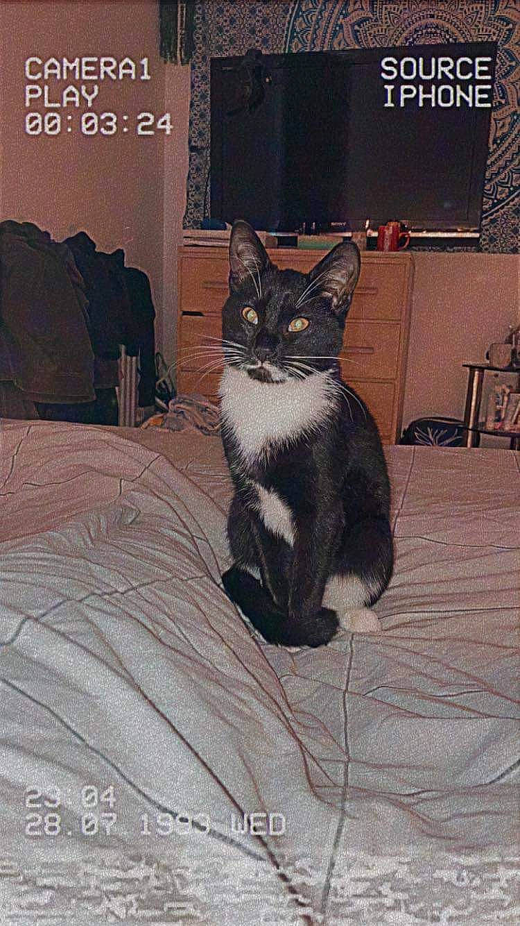 Nala joined the competition — help win amazing prizes! automotive_tire, black_cat, carnivore, cat, chair, comfort, domestic_short_haired_cat, felidae, flooring, font, fur, grey, linens, paw, photo_caption, small_to_medium_sized_cats, square, tail, whiskers, wood