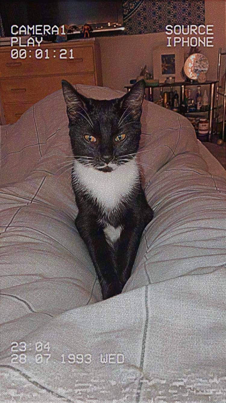 Nala joined the competition — help win amazing prizes! bedding, black_cat, carnivore, cat, comfort, domestic_short_haired_cat, eye, felidae, formal_wear, fur, grey, linens, picture_frame, room, sitting, small_to_medium_sized_cats, snout, tail, terrestrial_animal, whiskers