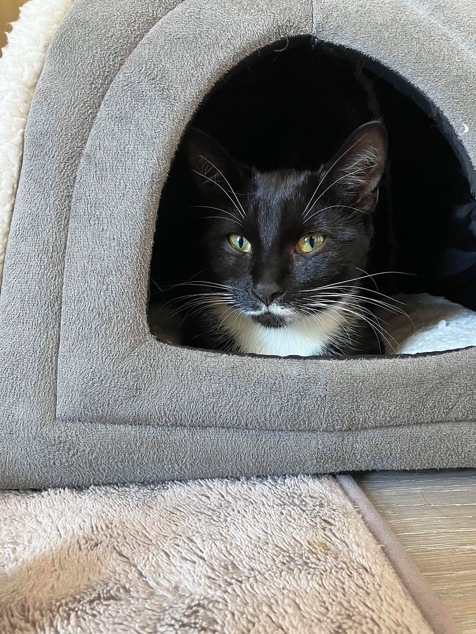 Nala joined the competition — help win amazing prizes! automotive_tire, black_cat, carnivore, cat, cat_supply, comfort, domestic_short_haired_cat, eye, felidae, fur, grey, road_surface, sleeve, small_to_medium_sized_cats, snout, stairs, tail, whiskers, window, wood