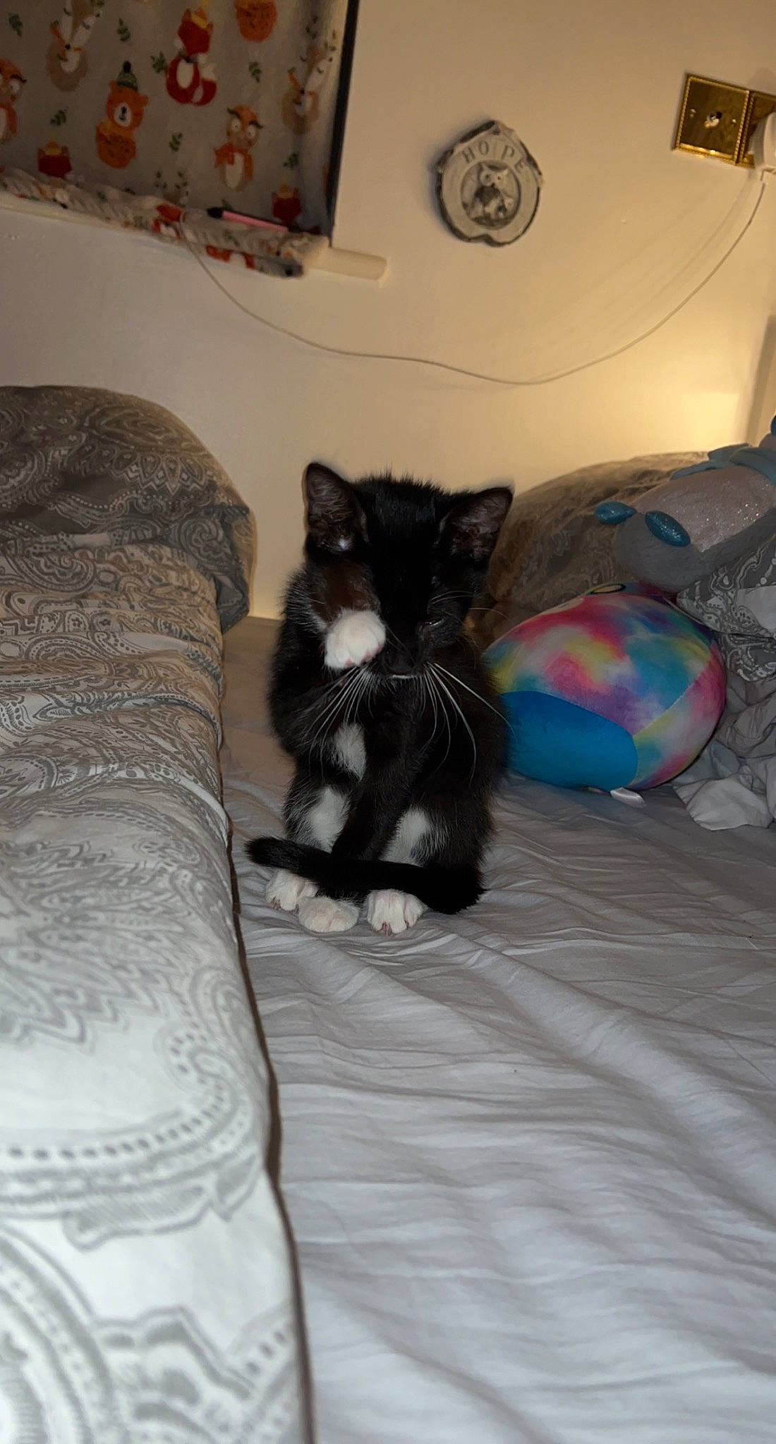 Nala is registered to the contest to win money with this photo: bed, bedding, black_cat, carnivore, cat, comfort, domestic_short_haired_cat, felidae, flooring, fur, grey, hardwood, human_leg, linens, living_room, room, small_to_medium_sized_cats, tail, whiskers, wood