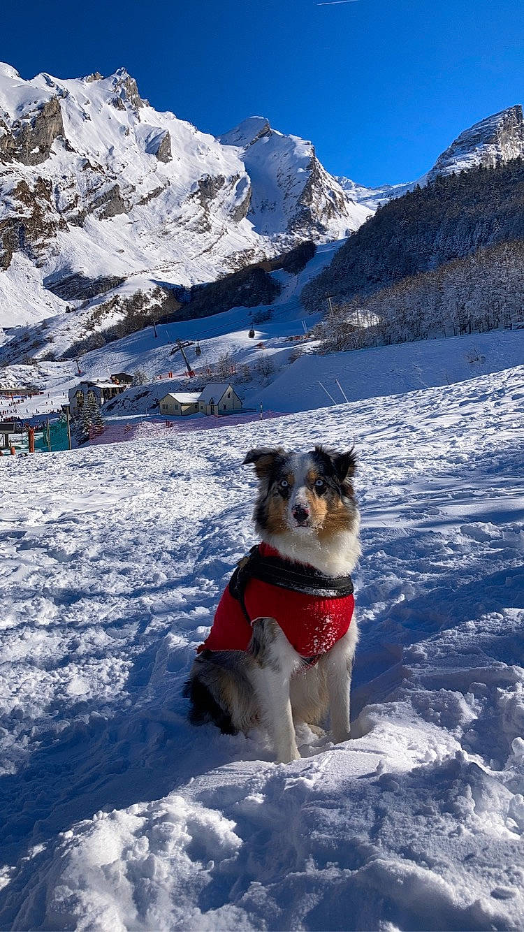 Raïka participe au concours pour gagner de l'argent avec cette photo : carnivore, collar, companion_dog, dog, dog_breed, electric_blue, freezing, geological_phenomenon, glacial_landform, ice_cap, landscape, mountain, mountain_range, mountainous_landforms, recreation, sky, slope, snow, sporting_group, winter