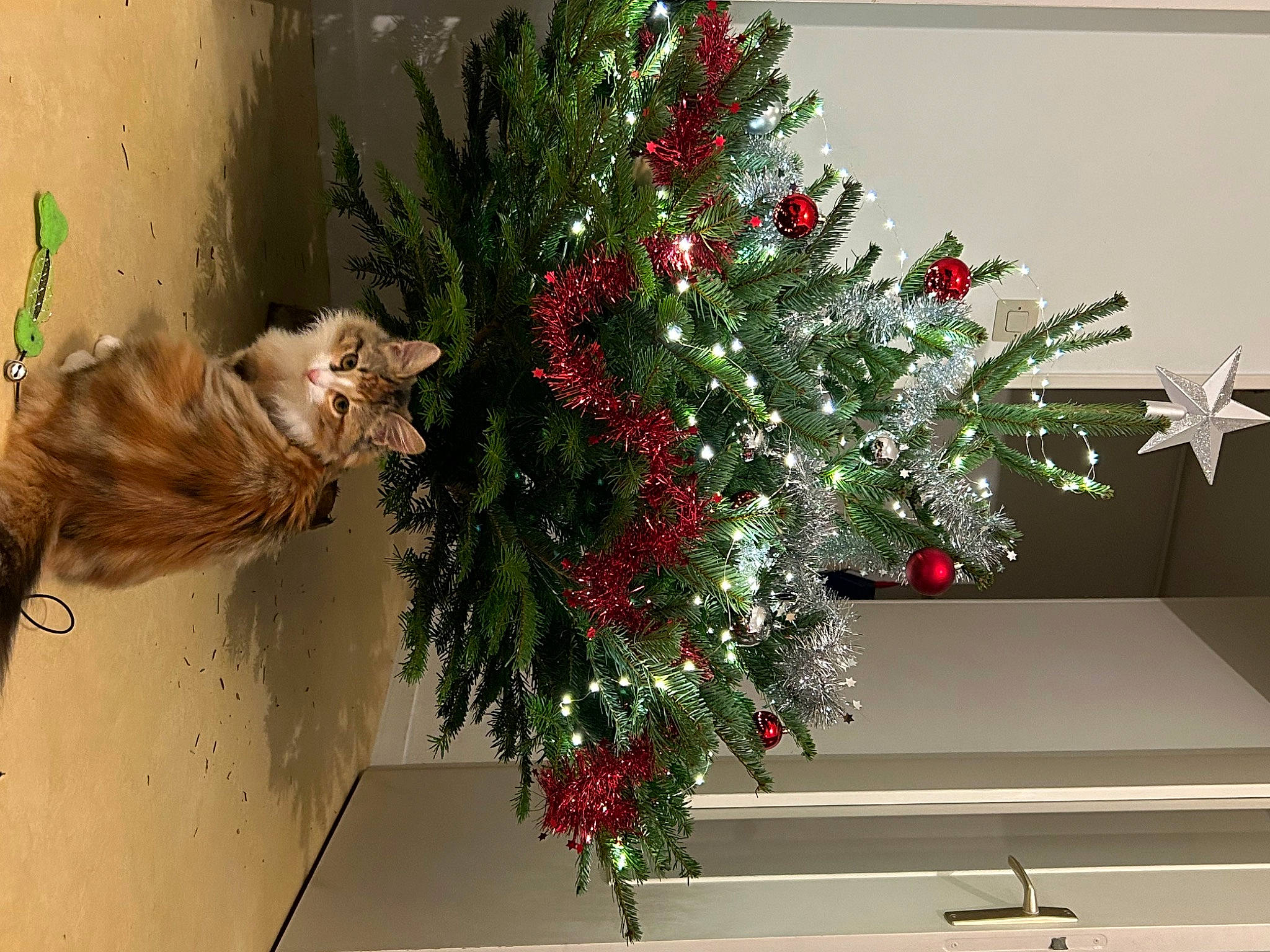 Raven a rejoint le concours — aidez-le/la à gagner de superbes lots ! branch, carnivore, cat, christmas, christmas_decoration, christmas_ornament, christmas_tree, event, felidae, flower_arranging, flowerpot, holiday, holiday_ornament, houseplant, ornament, plant, tree, twig, whiskers, window