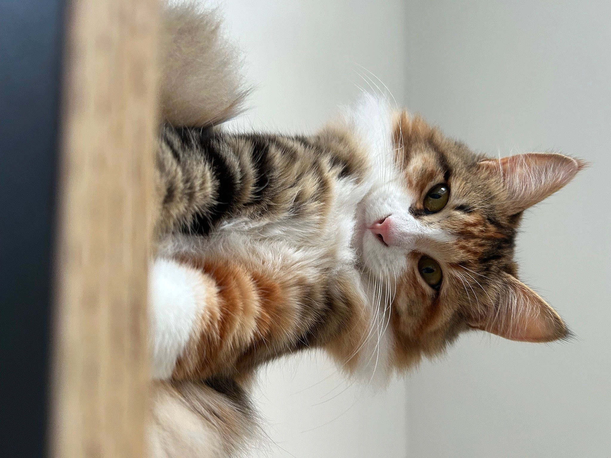 Raven participe au concours pour gagner de l'argent avec cette photo : carnivore, cat, claw, comfort, domestic_short_haired_cat, ear, eye, felidae, fur, paw, small_to_medium_sized_cats, snout, tail, terrestrial_animal, whiskers