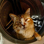 Nova . a rejoint le concours — aidez-le/la à gagner de superbes lots ! cat, calico, feline, pet, animal, washing_machine, appliance, indoor, fur, face, ears, whiskers, closeup, portrait, resting, cozy, curious, metal, home, cute