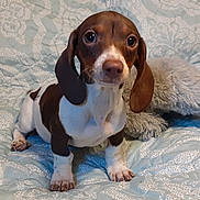 Hershel Sullivan is registered to the contest to win money with this photo: dog, puppy, dachshund, brown, white, ears, eyes, quilt, pattern, fur, pet, animal, cute, fluffy, toy, indoor, small, sitting, nose, paws