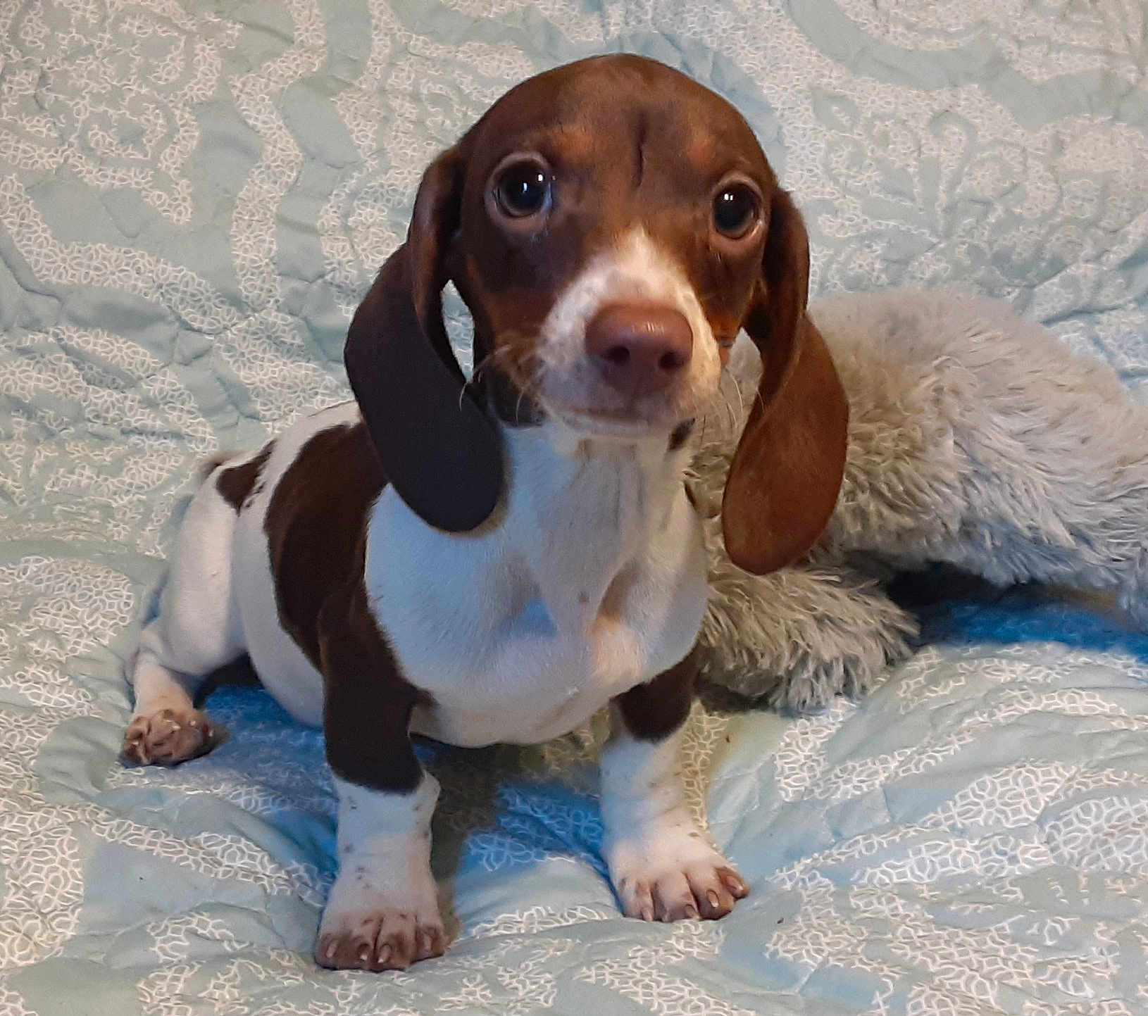 Hershel Sullivan is registered to the contest to win money with this photo: dog, puppy, dachshund, brown, white, ears, eyes, quilt, pattern, fur, pet, animal, cute, fluffy, toy, indoor, small, sitting, nose, paws