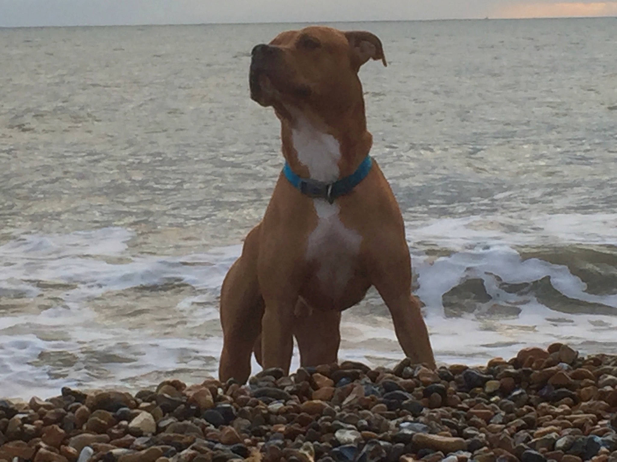 Bumble joined the competition — help win amazing prizes! beach, canidae, carnivore, collar, companion_dog, dog, dog_breed, dog_collar, dog_supply, fawn, liquid, liver, ocean, pet_supply, snout, sporting_group, tail, water, wood, working_animal