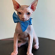Yoda is registered to the contest to win money with this photo: sphynx_cat, hairless_cat, blue_bow, bow_tie, pet, cat, animal, wrinkled_skin, large_ears, curious, indoor, portrait, feline, cute, domestic_animal, table_surface, minimalist_background, pink_skin, close_up, sitting
